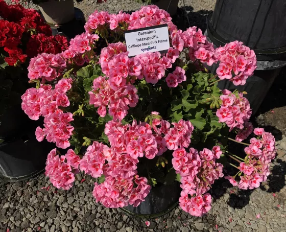 Calliope M Pink Splash