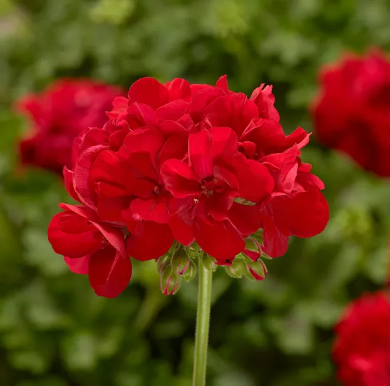 Calliope M Red