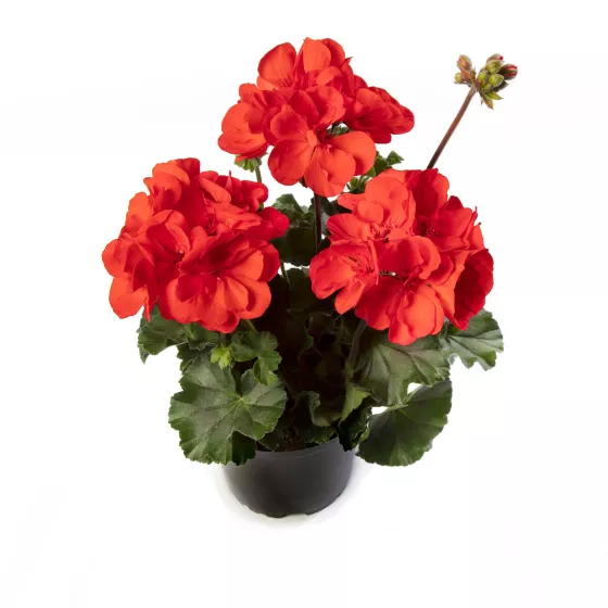 Tango Orange