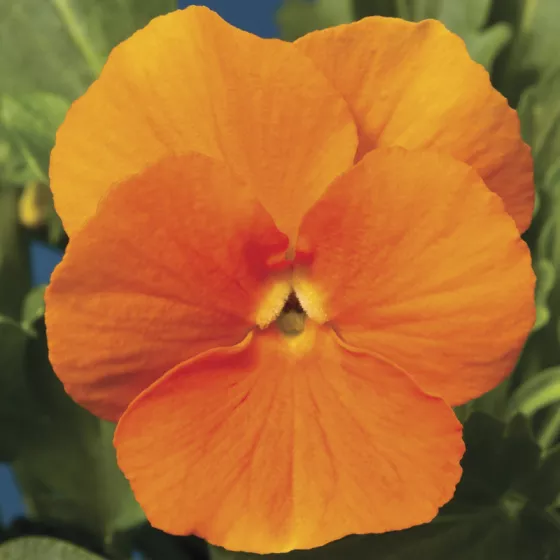 Penny Orange