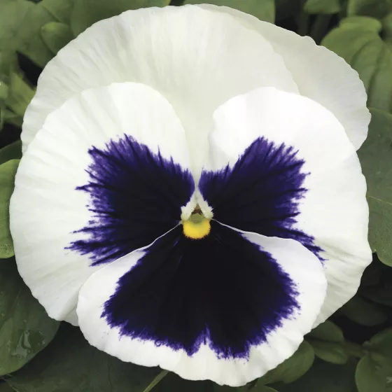Mammoth Glamarama White