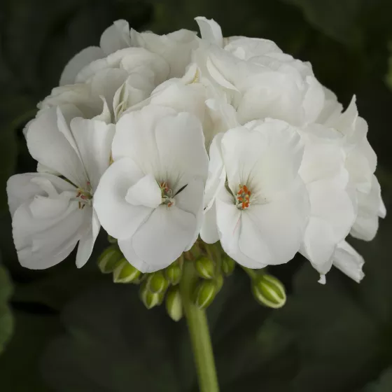 Tango White