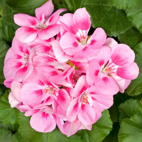 Tango Bravo Light Pink