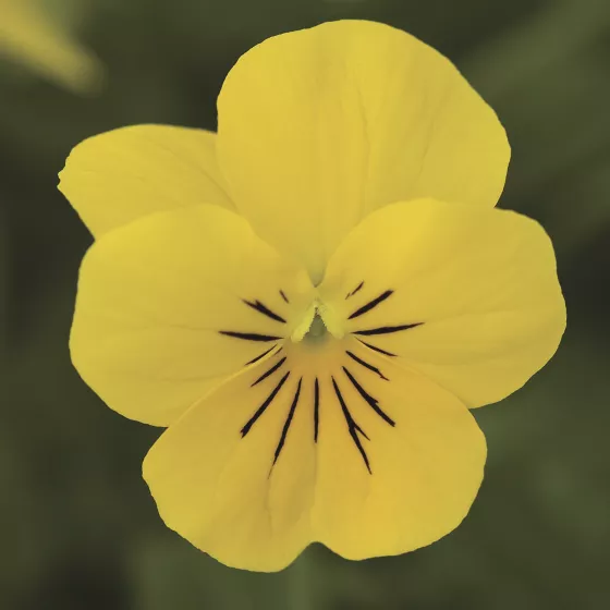 Penny Yellow