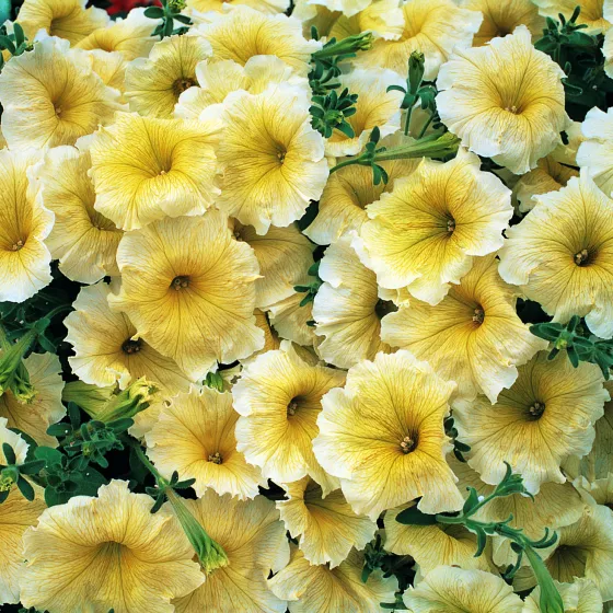 Horizon Yellow