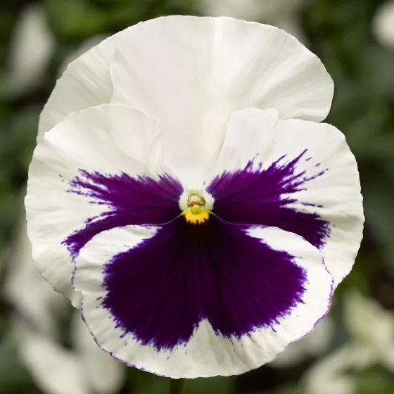 Delta Speedy White with Blotch