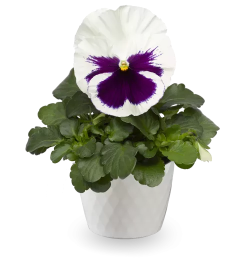 Delta Speedy White with Blotch