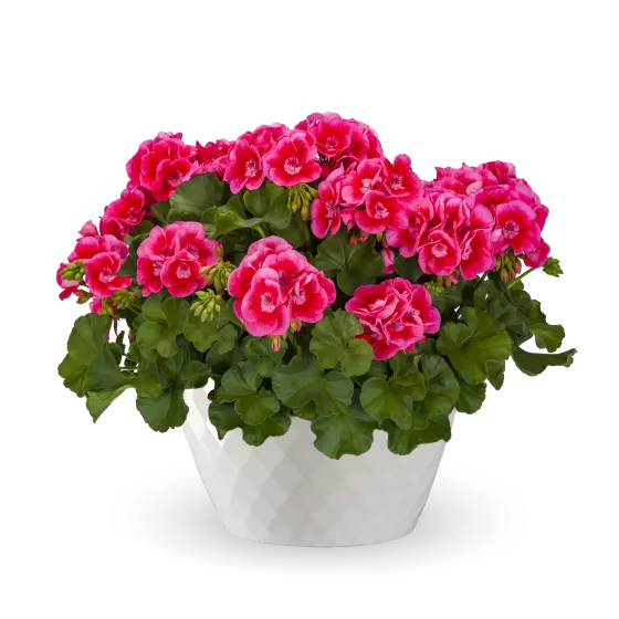 Calliope M Rose Splash