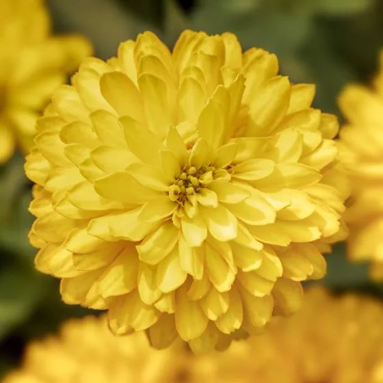 Zydeco Deep Yellow