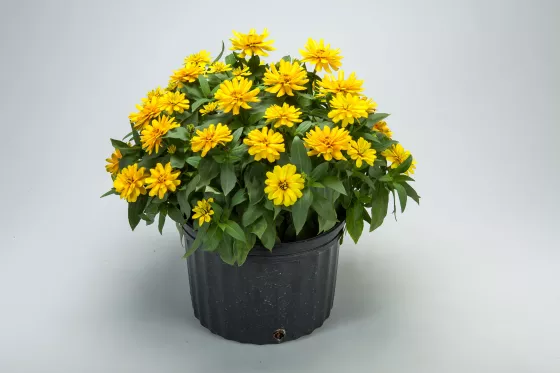 Zydeco Deep Yellow