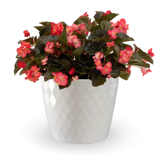 Bionic Bronze Rose | Syngenta Flowers