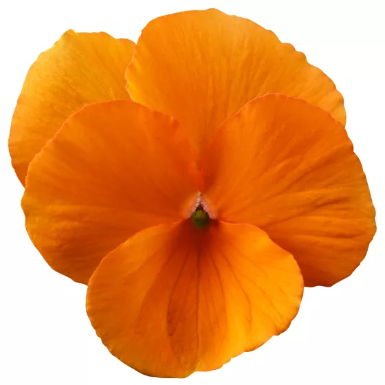 Penny Tangerine