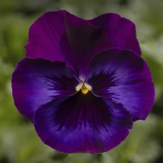 Delta Pro Neon Violet