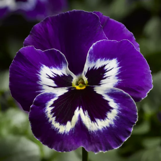 Delta Pro Violet & White