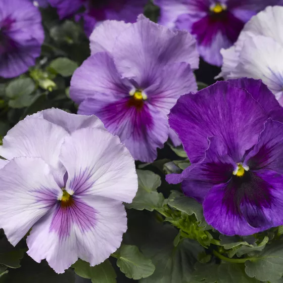 Delta Pro Lavender Blue Shades