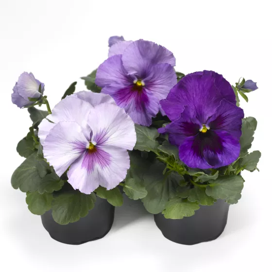 Delta Pro Lavender Blue Shades