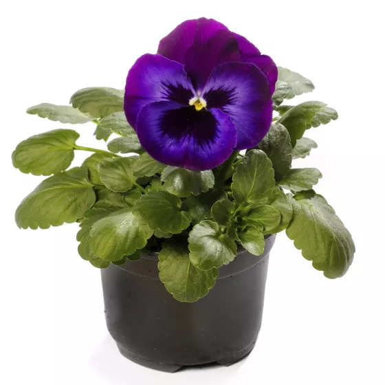 Delta Pro Neon Violet