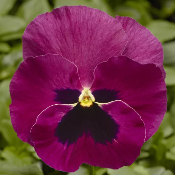 Delta Pro Rose with Blotch