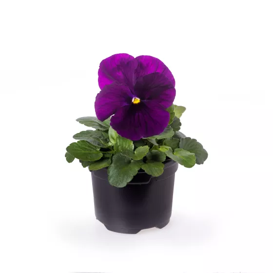 Delta Pro Clear Violet