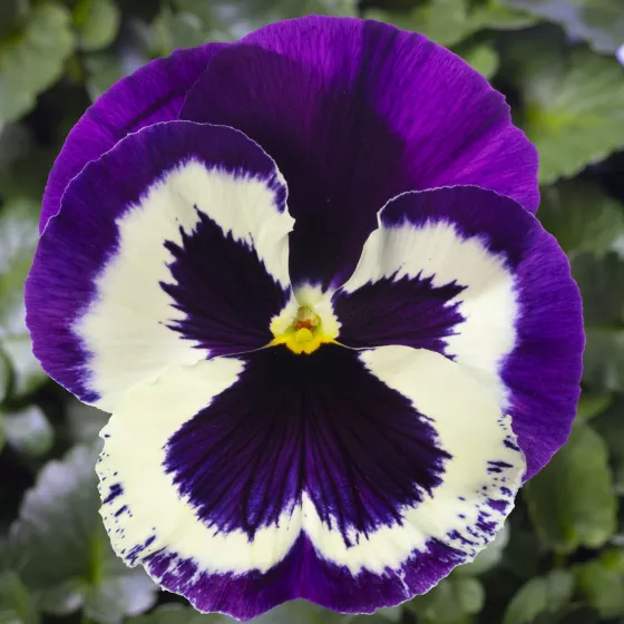 Delta Speedy Violet Face