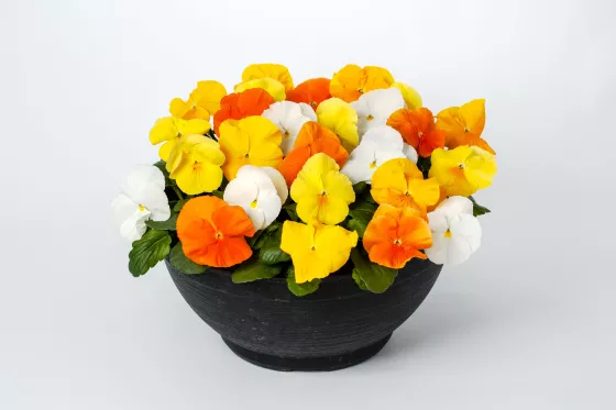 Delta Pro Citrus Mix