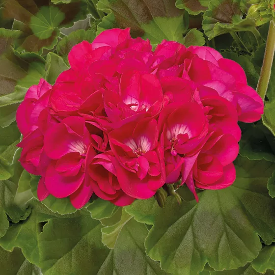 Calliope M Hot Pink