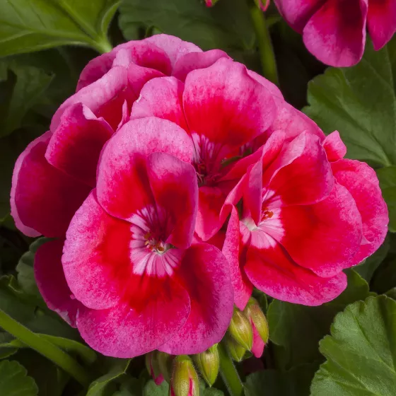 Calliope M Rose Splash