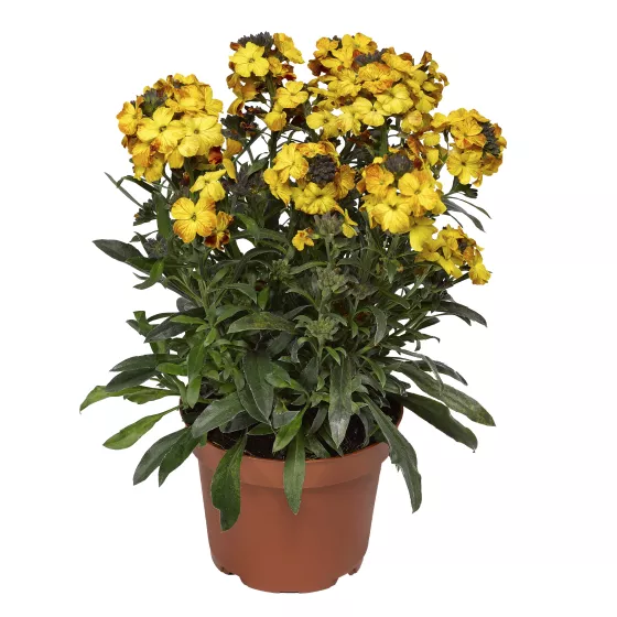 Erysistible Yellow