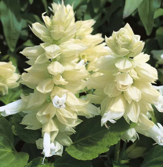 Salsa White