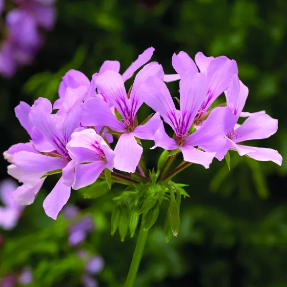 Super Cascade Appleblossom | Syngenta Flowers