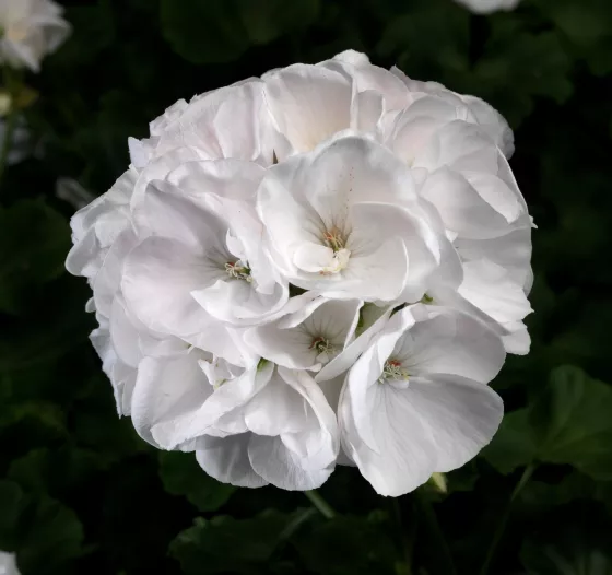 Classic White