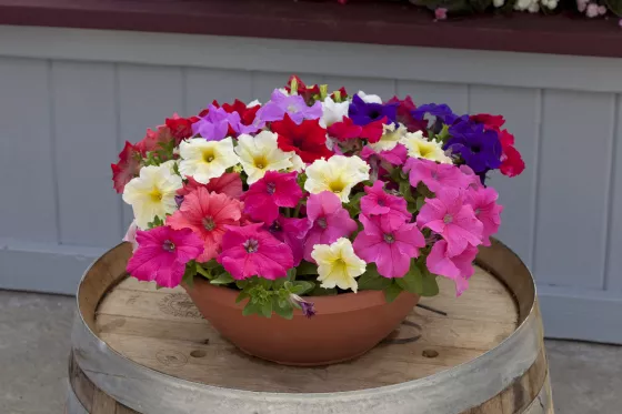 Prism Mix | Syngenta Flowers