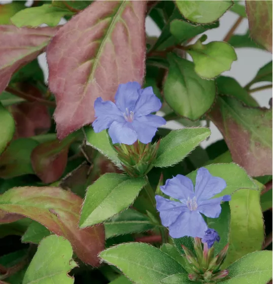 Ceratostigma plumbaginoides