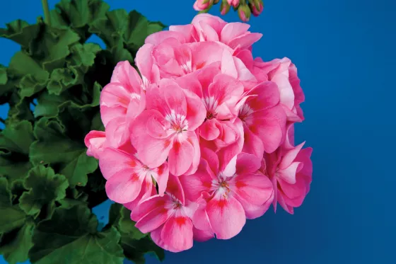 Classic Candy Rose with Blotch