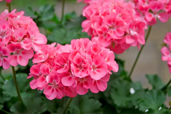 Tango Pink