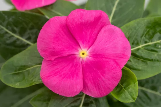 SunJewels Pink with Eye