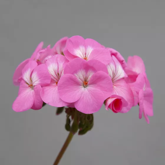 Horizon Shadow Rose