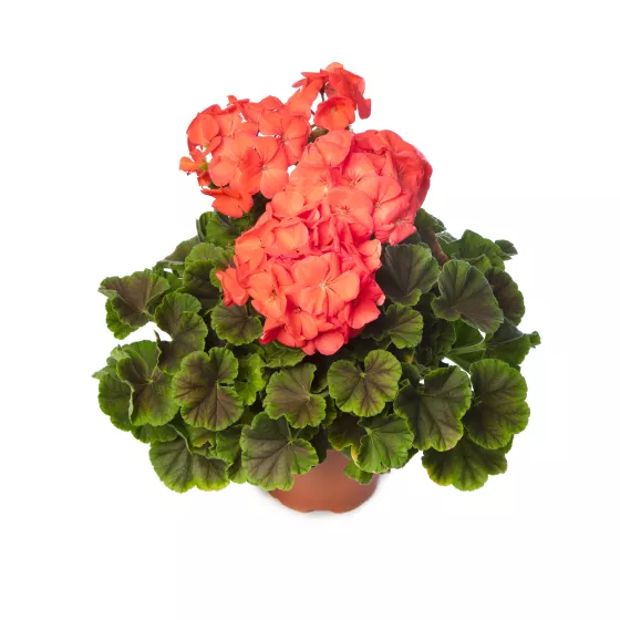 Horizon Shadow Coral