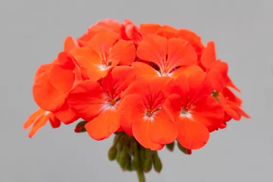 Horizon Shadow Deep Orange