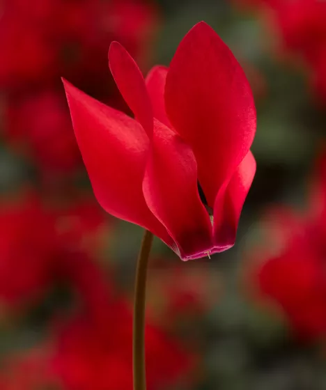 Winfall Scarlet