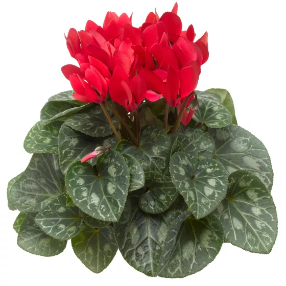 Winfall Scarlet