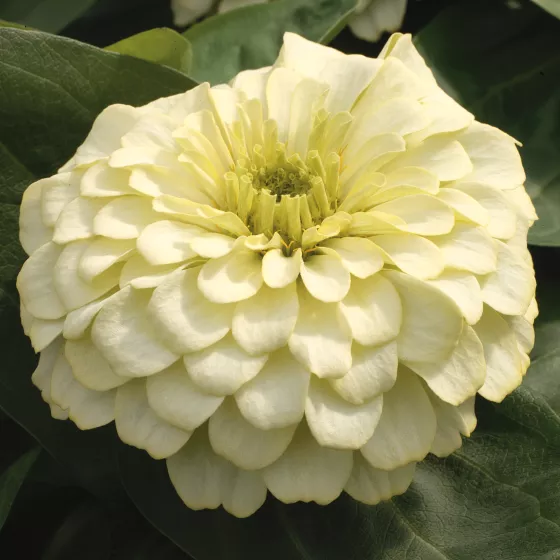 Magellan Ivory