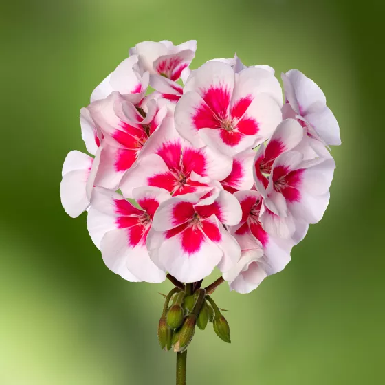 Tango White Splash Imp.