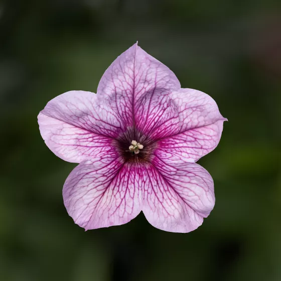 Sanguna Mega Pink Vein