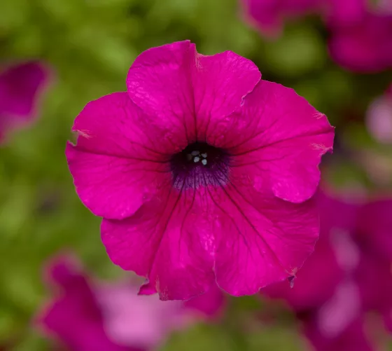 Sanguna Mega Purple