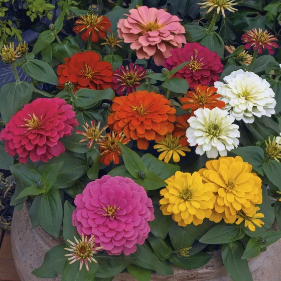 Magellan Mix