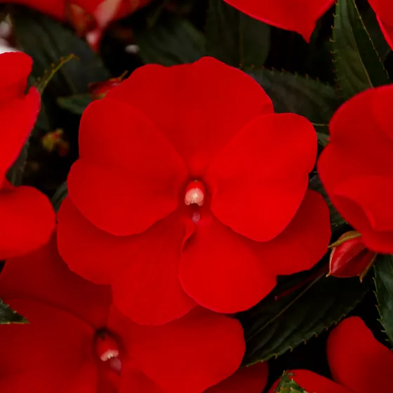 Spectra Red | Syngenta Flowers