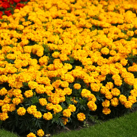 Zenith Golden Yellow