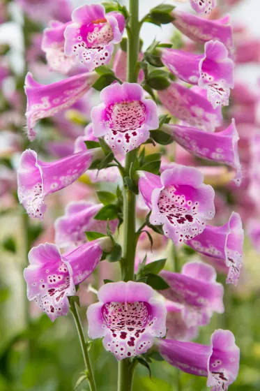 Dottie Warm Rose
