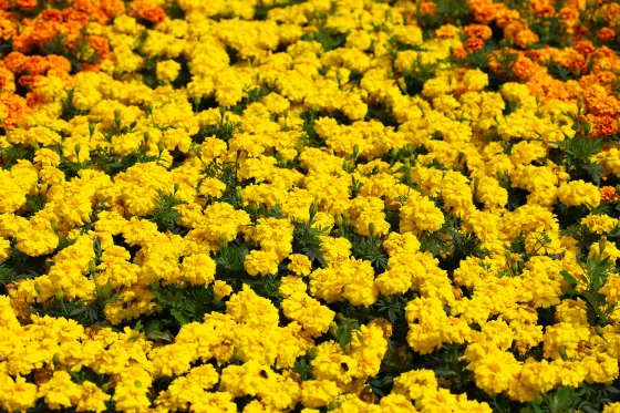 Zenith Bright Yellow